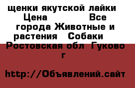 щенки якутской лайки › Цена ­ 15 000 - Все города Животные и растения » Собаки   . Ростовская обл.,Гуково г.